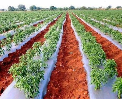 25 Micron Agriculture Mulching Sheet/Paper/400 Meter Length- 4 Feet Width Garden Mulch  (black, Silver 10 kg)